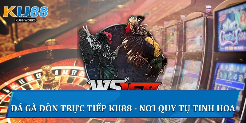 Đá Gà Đòn Trực Tiếp Trải Nghiệm Đỉnh Cao Đá Gà Tại Ku88 2 Đá gà đòn trực tiếp Ku88 - Nơi quy tụ tinh hoa