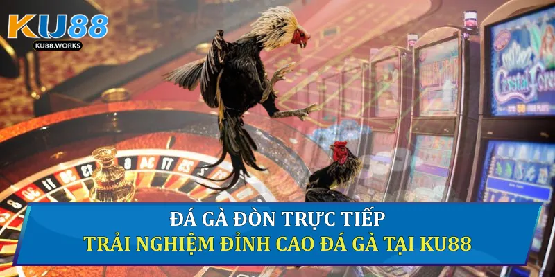 Đá Gà Đòn Trực Tiếp Trải Nghiệm Đỉnh Cao Đá Gà Tại Ku88 1 Đá gà đòn trực tiếp