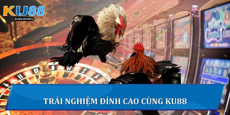 Đá Gà Trực Tiếp C1 - Đấu Trường Kịch Tính Đỉnh Cao Tại Ku88 2 Trải nghiệm đỉnh cao cùng Ku88